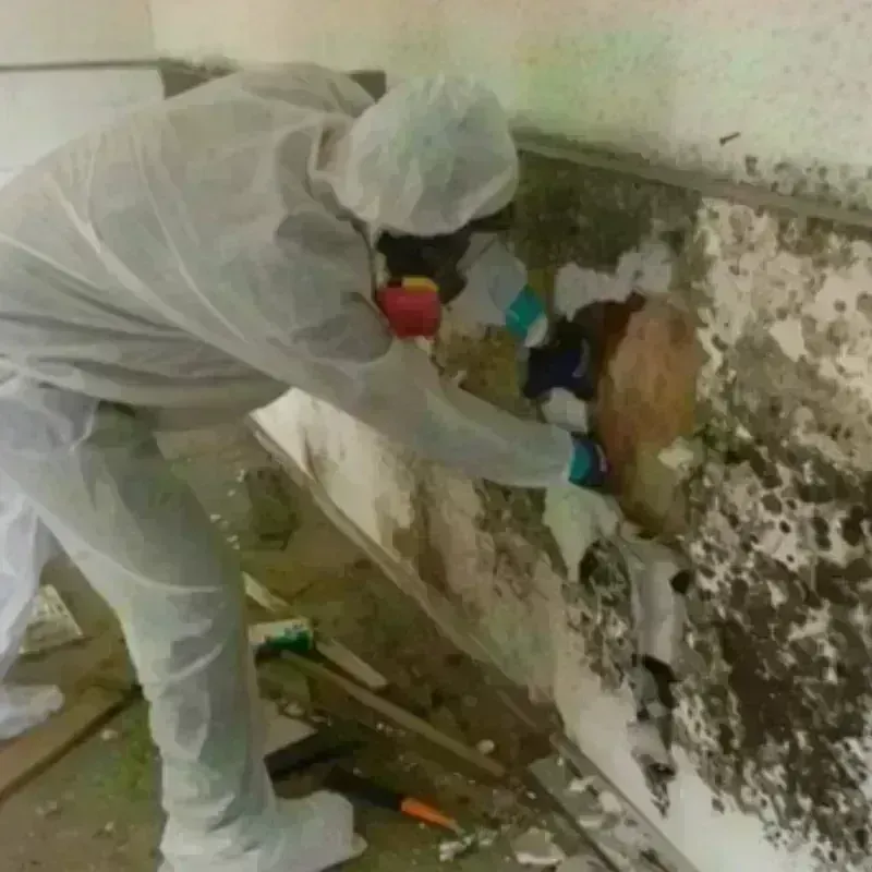 Mold Remediation and Removal in Oak Trail Shores, TX